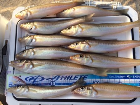 ポカポカ陽気に誘われて投げに行ってきました