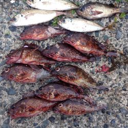 今日はガシラとアジとメバル