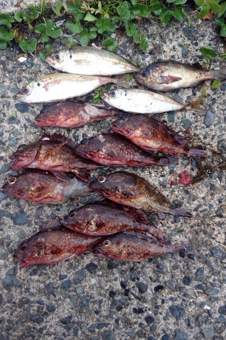 今日はガシラとアジとメバル