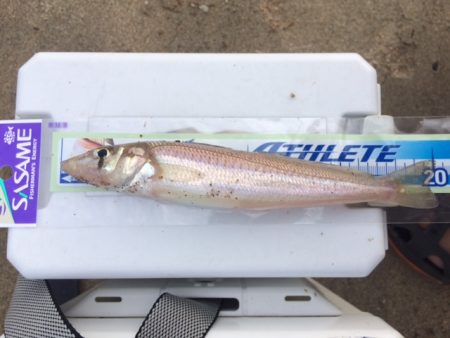 気持ち良く投げて、魚も釣れて満足でした