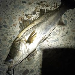 迷いましたが。