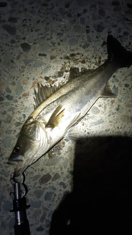 迷いましたが。