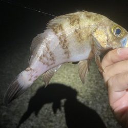 しばらくぶりの北淡エリアっ!