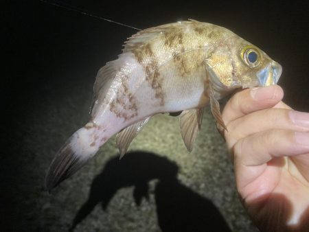 しばらくぶりの北淡エリアっ!