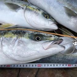 メジロ70cm1匹   ハマチ50-53ｃｍ3匹