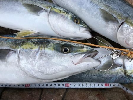 メジロ70cm1匹   ハマチ50-53ｃｍ3匹