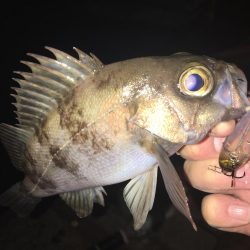 たかたかの釣り日記
