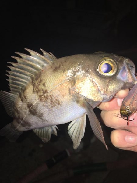 たかたかの釣り日記