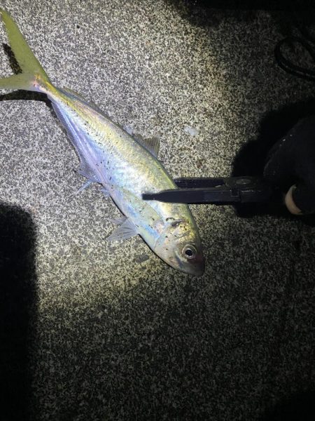 夕マズメアジング