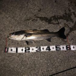 クロキンカラーのミノー