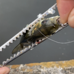 ライトジギング