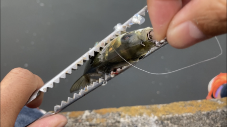 ライトジギング