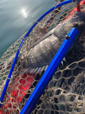 今年初のカヤックフィッシュ