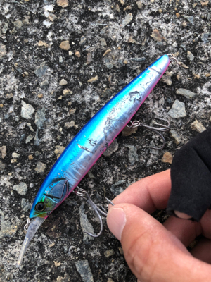 ルアーで初めてのブリ