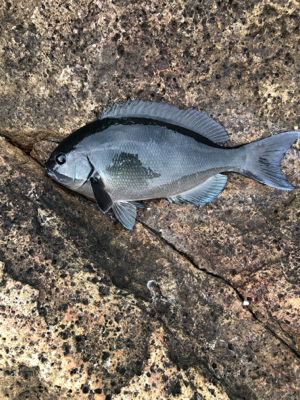 パラパラポツポツ