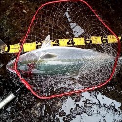 プチsalt water game