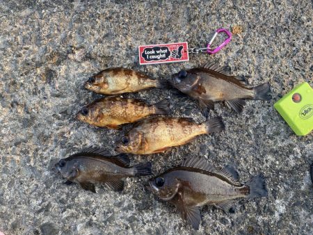 まずめ時がすごかった