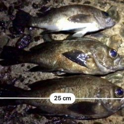 フロートメバリング