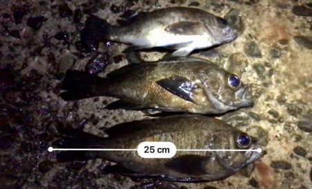 フロートメバリング