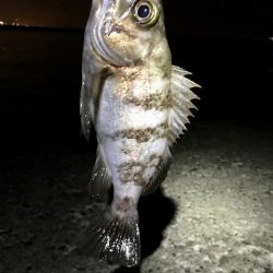 フロートメバリング