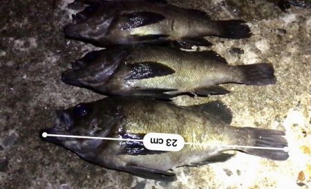 フロートメバリング