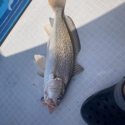 ノッコミはじまり？