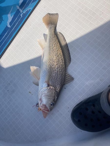 ノッコミはじまり？