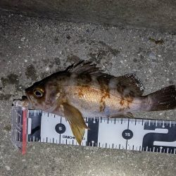 短時間の釣行でアベレージサイズのメバル