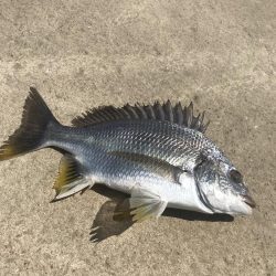 ヘチ釣りでキビレGET