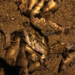 ジグ単オンリー