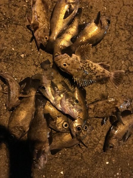 ジグ単オンリー