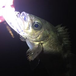 たかたか釣り日記