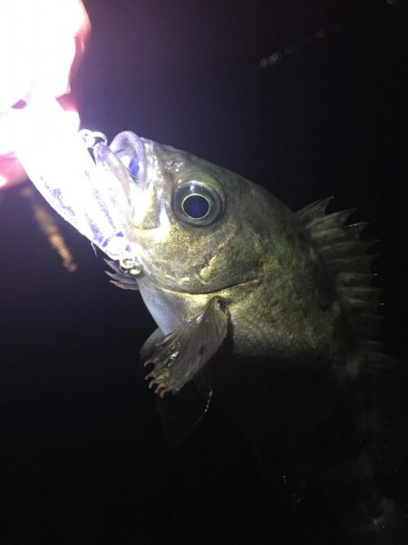 たかたか釣り日記