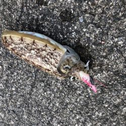 コウイカも食べます