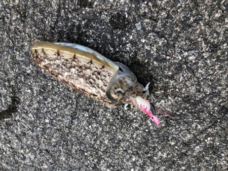 コウイカも食べます