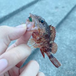 渋めでした、サイズが