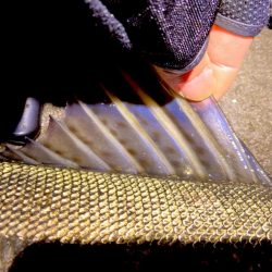 ドブ川ハクとタイリクさん