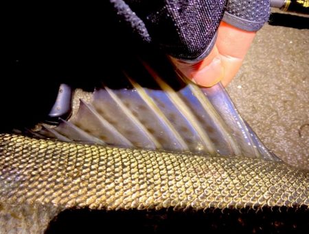 ドブ川ハクとタイリクさん