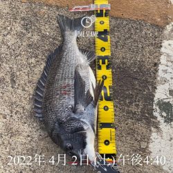 南港ヘチ釣り　午後爆