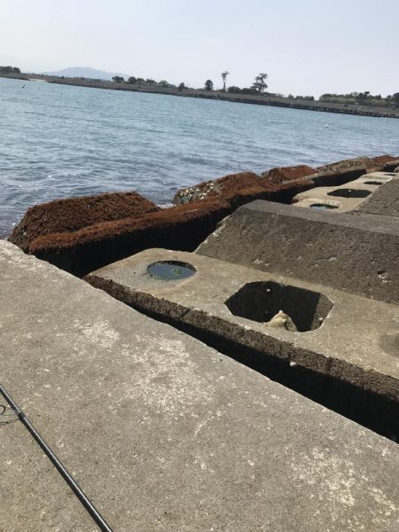 かわいいサイズですが。。