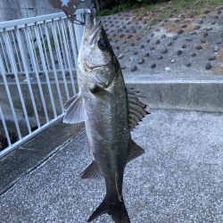 夕まずめ‥シーバス調査