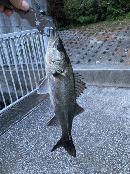 夕まずめ‥シーバス調査