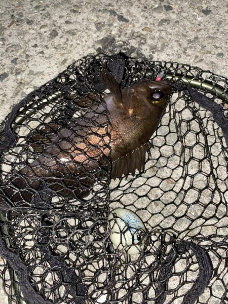 フロートゲーム