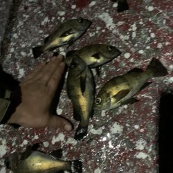 メバリング釣行