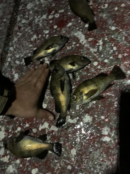 メバリング釣行