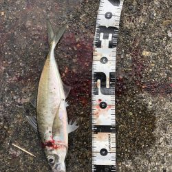 ハッピーハッピー