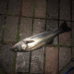 雨上がりの夜バチに
