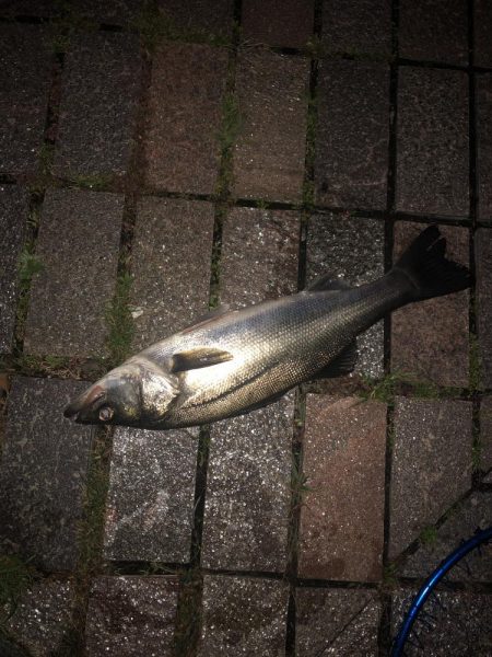 雨上がりの夜バチに