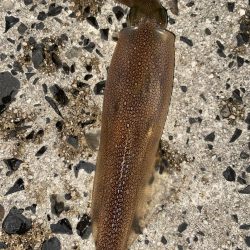 ジギングからヤリイカ！