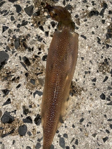 ジギングからヤリイカ！